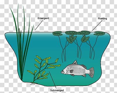 Macrophyte Aquatic Plants Aquatic animal Water resources, water transparent background PNG clipart