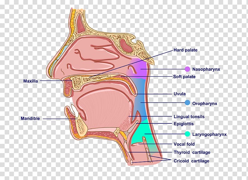 Pharynx Mouth Ear Anatomy Neck, ear transparent background PNG clipart