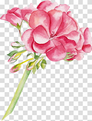 watercolor flowers transparent background PNG clipart thumbnail