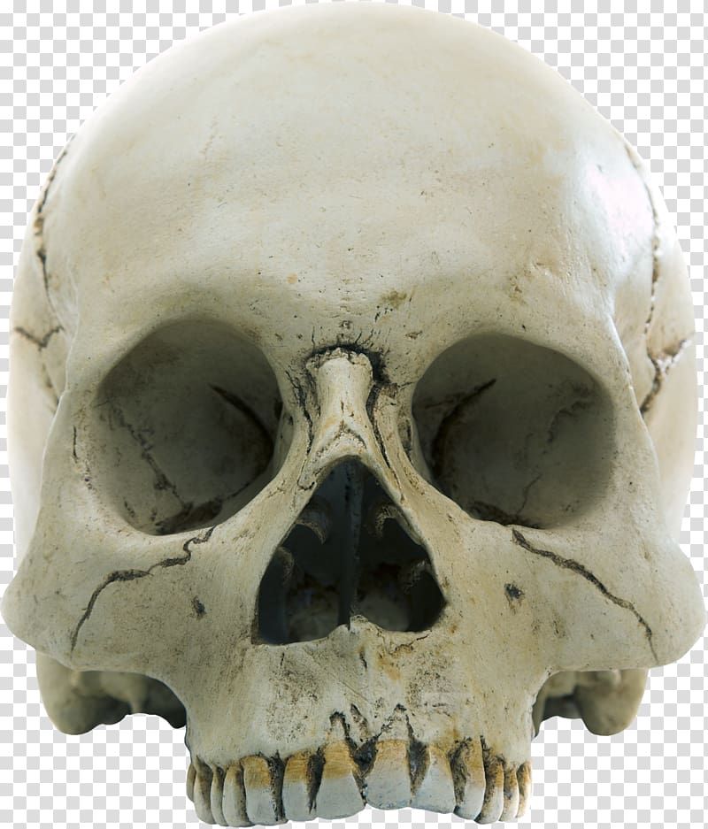 Skull Homo sapiens Anatomy Skeleton , skull transparent background PNG clipart