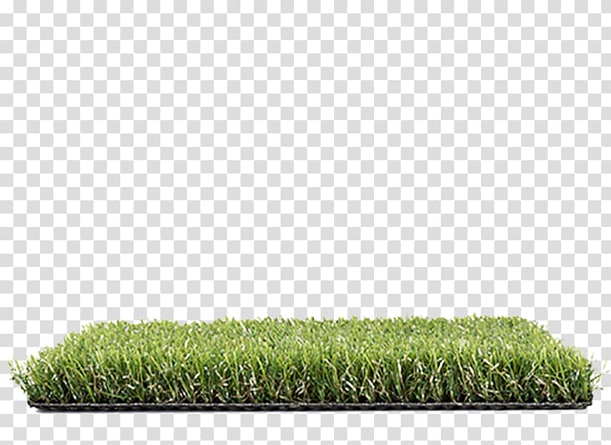 Allegro Lawn Artificial turf Cupressus Proposal, others transparent background PNG clipart