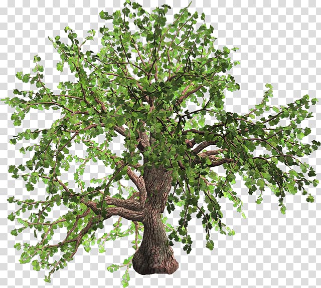 Tree Oak Plant Fashion Spring, spring tree transparent background PNG clipart