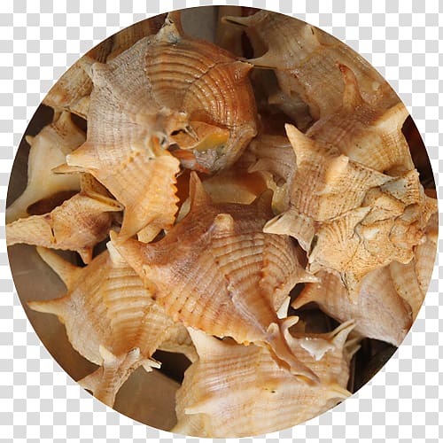 Cockle Sea snail Shellfish Restaurante Senhor Peixe Seashell, seashell transparent background PNG clipart