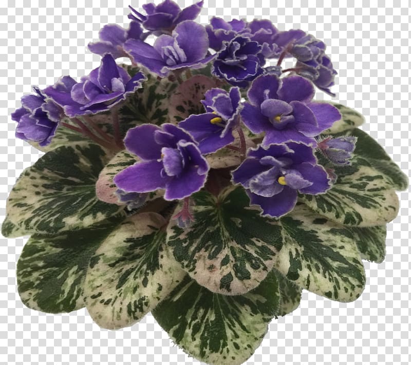 Cut flowers, African Violets transparent background PNG clipart