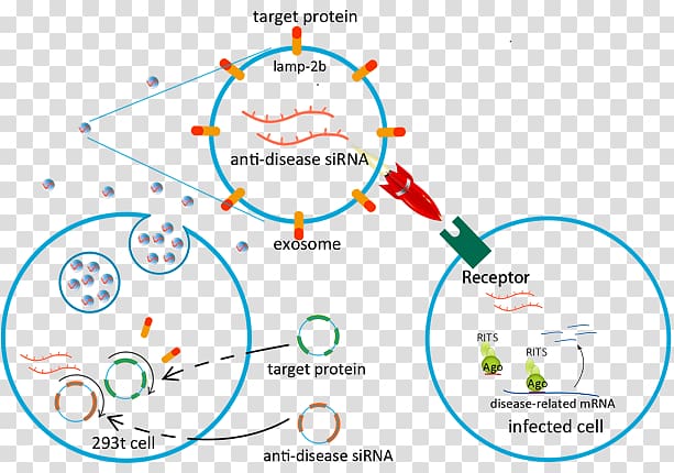 Exosome Virus Drug delivery Hepatitis Infection, drug-delivery transparent background PNG clipart