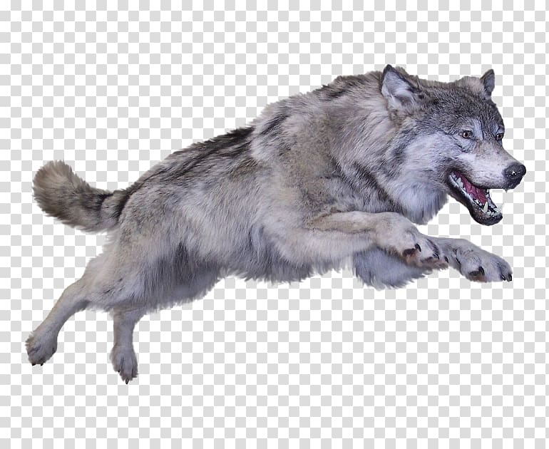 wolf flutter transparent background PNG clipart