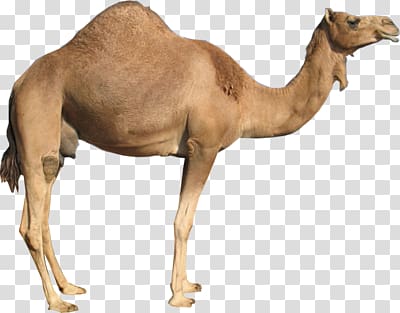 Camel transparent background PNG clipart