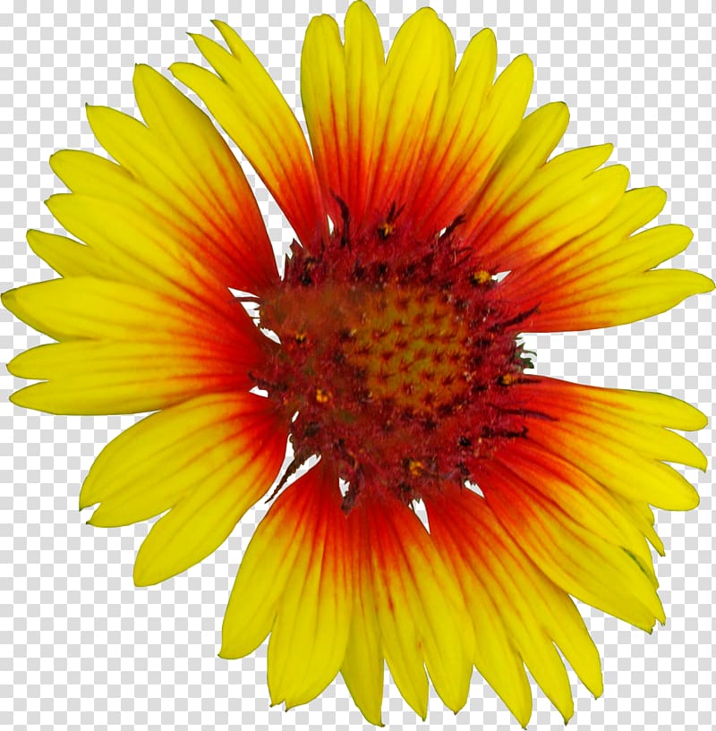 Common sunflower Getty s, light-colored flowers transparent background PNG clipart