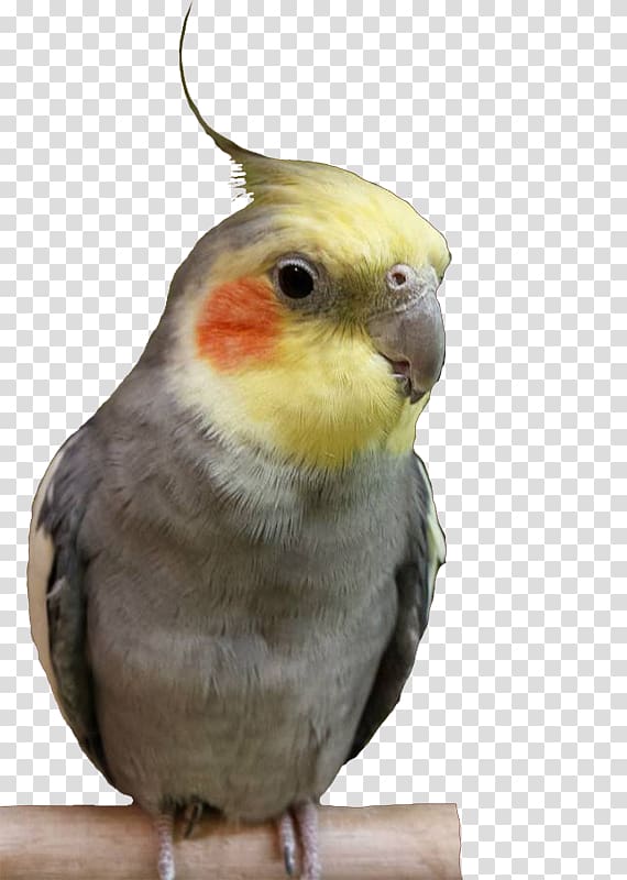 Cockatiel Budgerigar Lovebird Parakeet, Bird transparent background PNG clipart