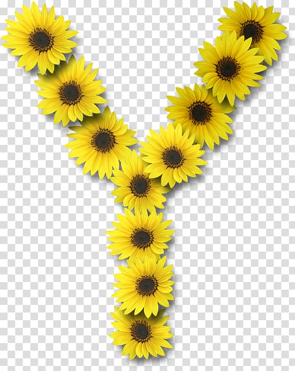 Letter case Alphabet Y Common sunflower, flower transparent background PNG clipart