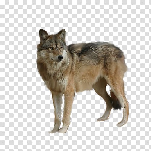 Arctic wolf , Staring Wolf Free matting transparent background PNG ...