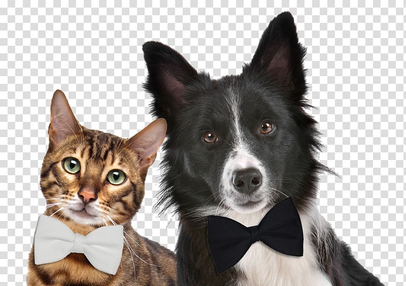 Dog–cat relationship Pet sitting Exotic Shorthair Kitten, Dog transparent background PNG clipart