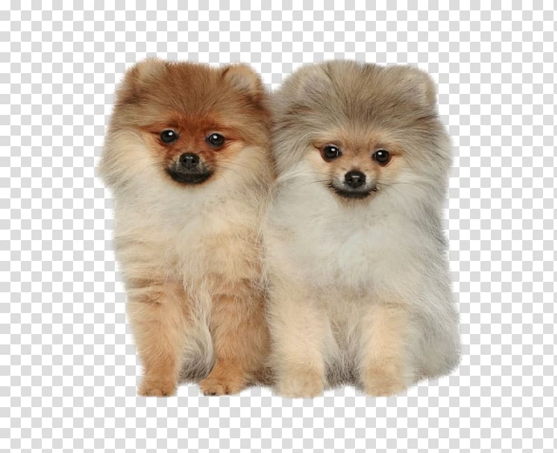 Pomeranian Shiba Inu German Spitz Puppy, puppy transparent background PNG clipart