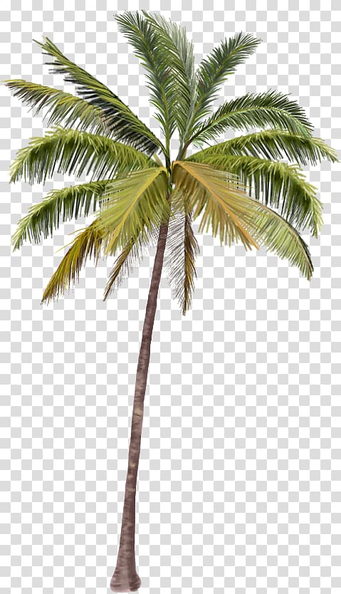 Coco\'s Beach Club Cancun Arecaceae , palm PLAN transparent background PNG clipart