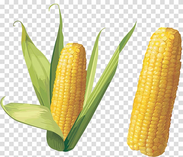 Corn on the cob Flint corn Sweet corn, sandia transparent background PNG clipart