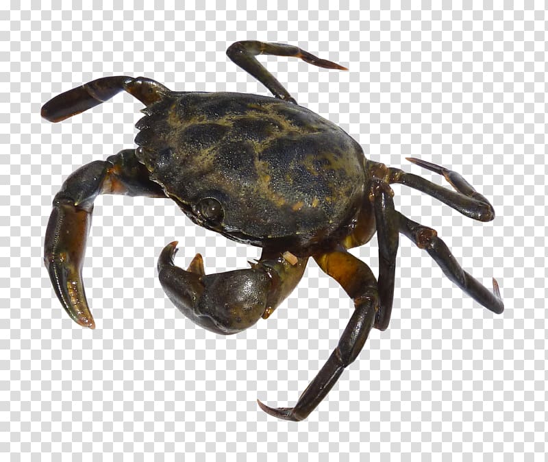 Crab transparent background PNG clipart