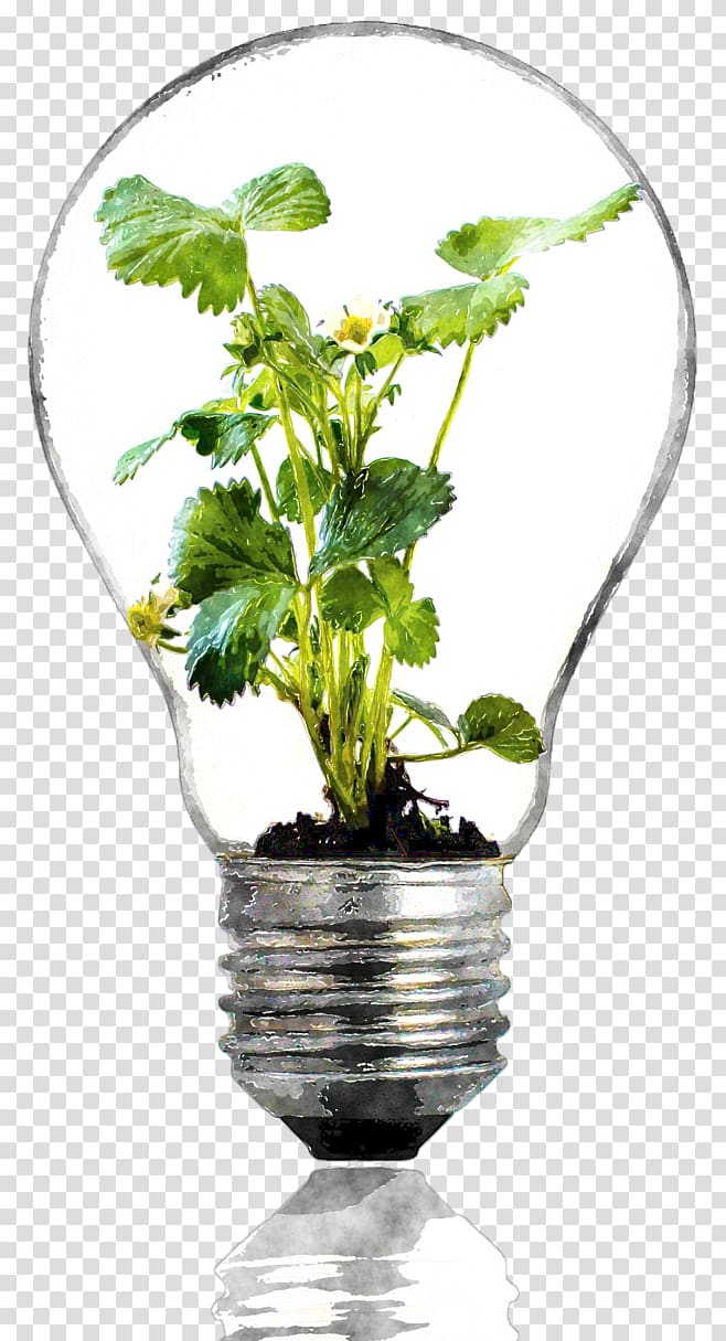 Incandescent light bulb Summer Bulbs Grow light Plant, Aquatic plants transparent background PNG clipart