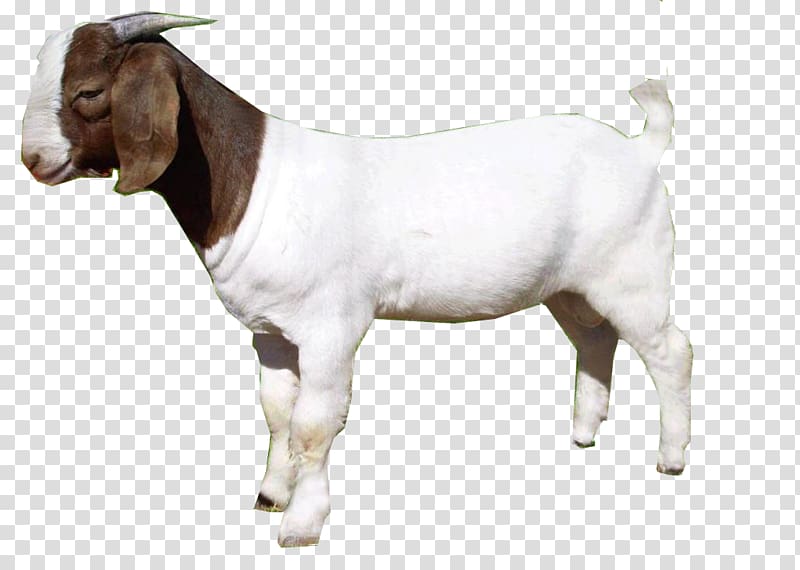 Goat Sticker , agoat transparent background PNG clipart | HiClipart