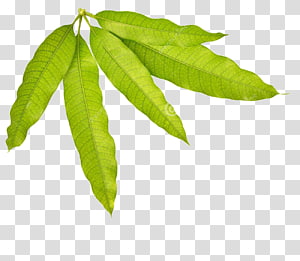 Mango Leaves Clipart Background