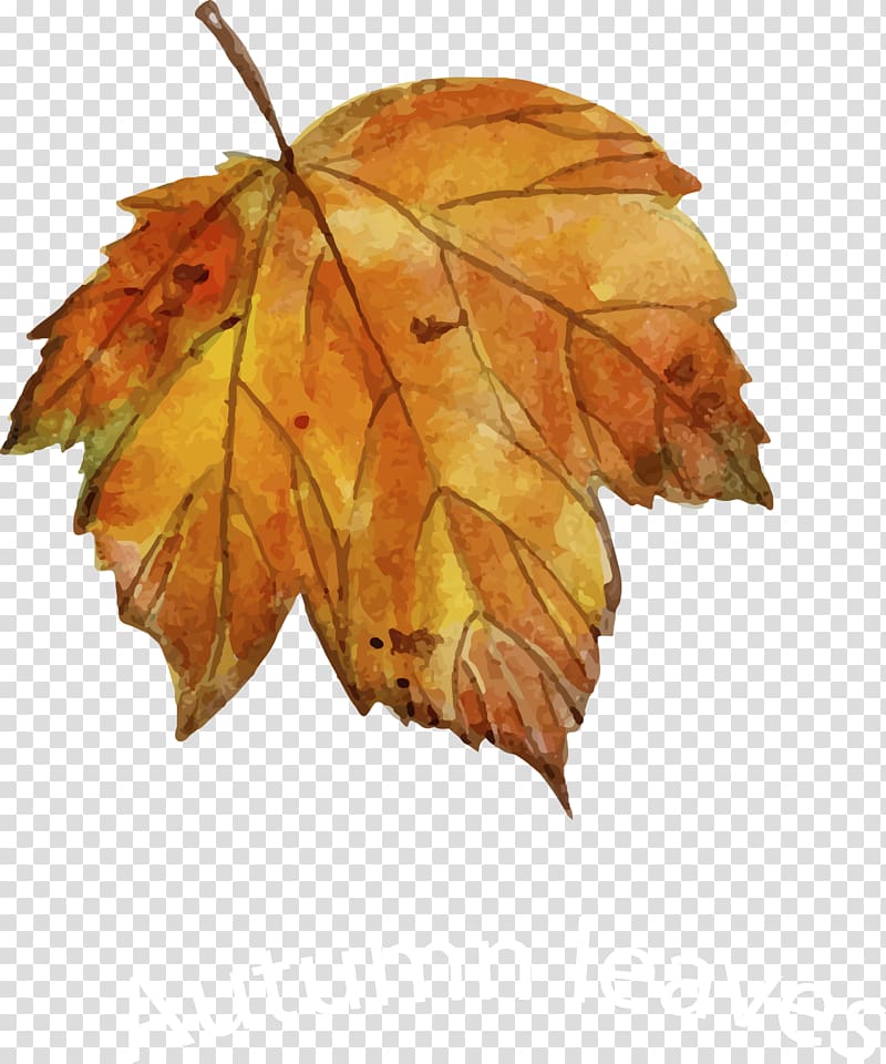Leaf Autumn Drawing Euclidean , leaf transparent background PNG clipart