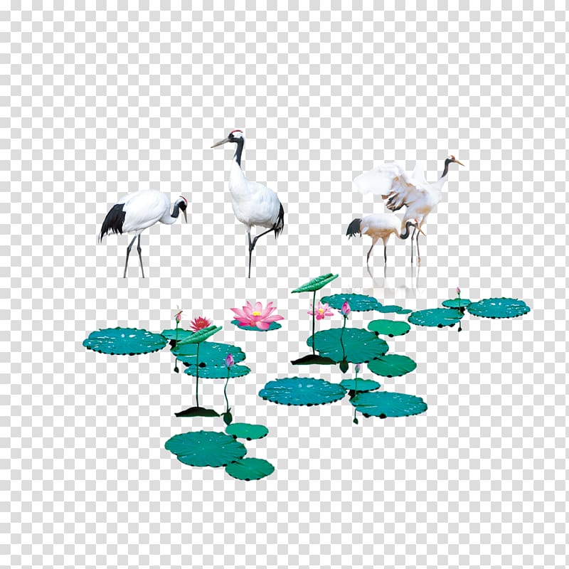 flock of cranes , Red-crowned crane Water bird, Crane Lotus free transparent background PNG clipart