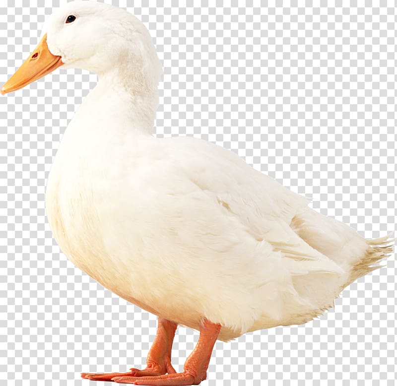 American Pekin Duck Bird Poultry, White duck transparent background PNG clipart