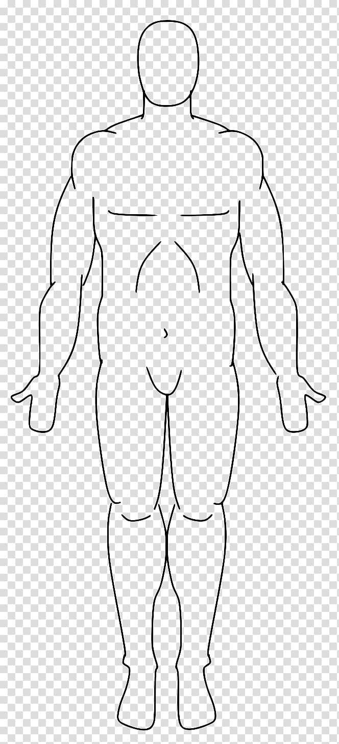 Standard anatomical position Human anatomy Human body Homo sapiens, human body transparent background PNG clipart