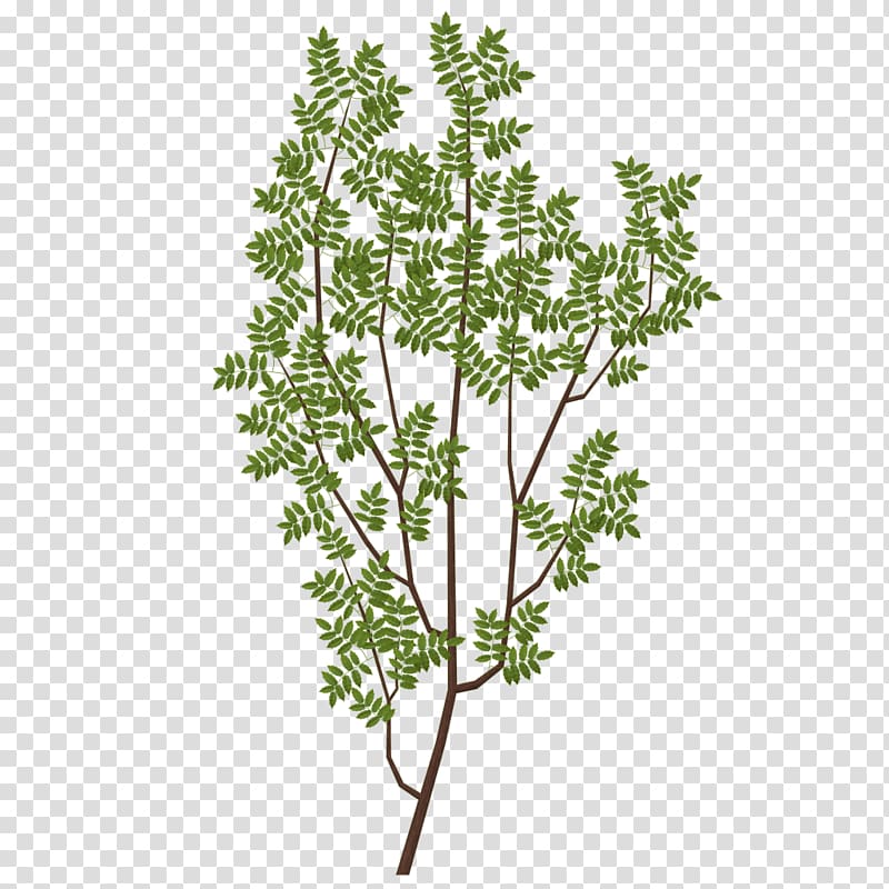 Branch Tree Leaf Texture mapping, foliage transparent background PNG clipart
