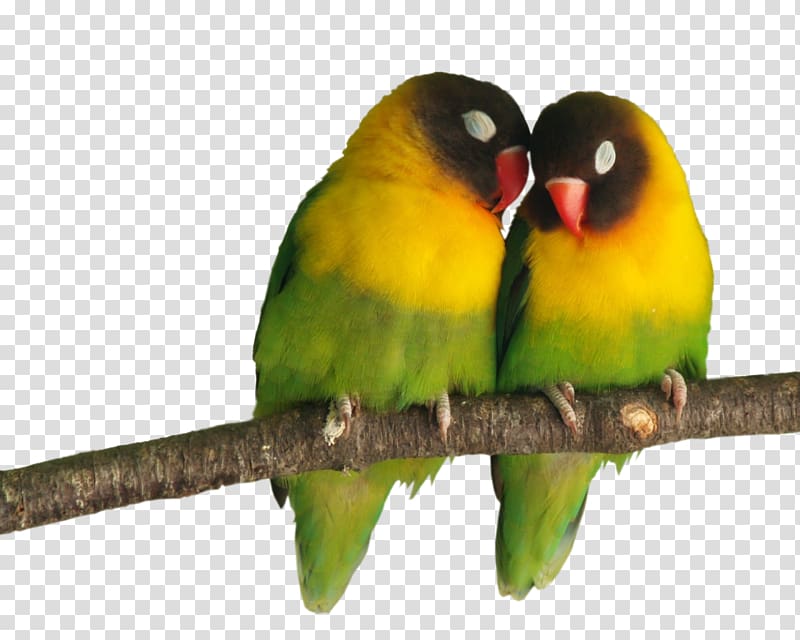 Grey-headed lovebird Parrot Cuteness, Bird transparent background PNG clipart