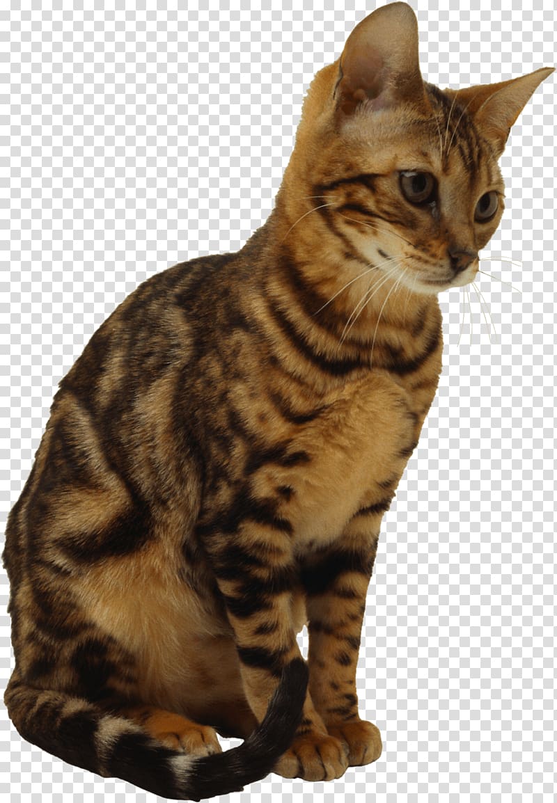 Calico cat Kitten, Kitten transparent background PNG clipart