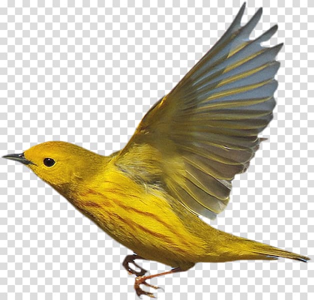 New World warbler Bird Eurasian golden oriole American yellow warbler, Bird transparent background PNG clipart