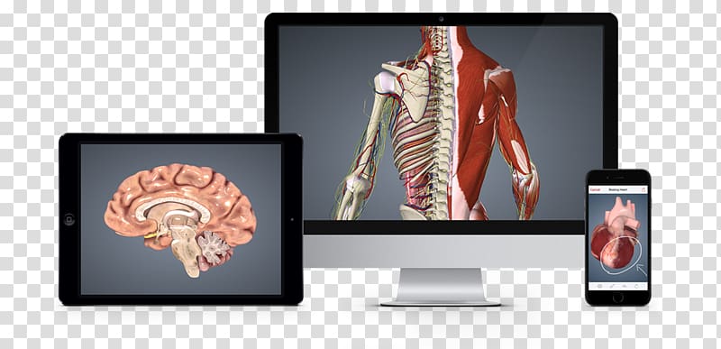Anatomy BioDigital Health Information glTF, anatomy transparent background PNG clipart