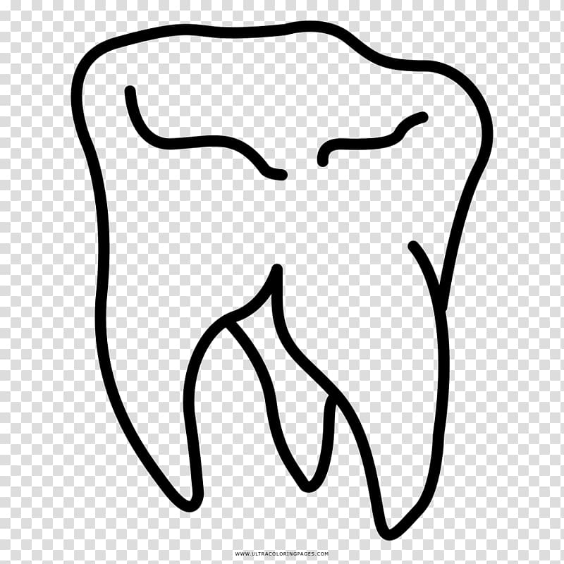 Wisdom tooth Drawing Coloring book, painting transparent background PNG clipart