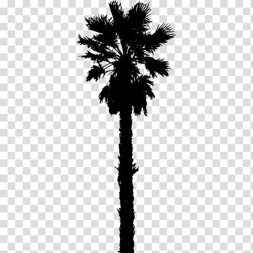 Arecaceae Date palm Silhouette , date palm transparent background PNG clipart