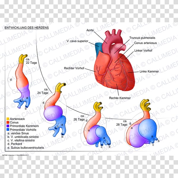 Organ Heart development Anatomy Circulatory system, heart transparent background PNG clipart