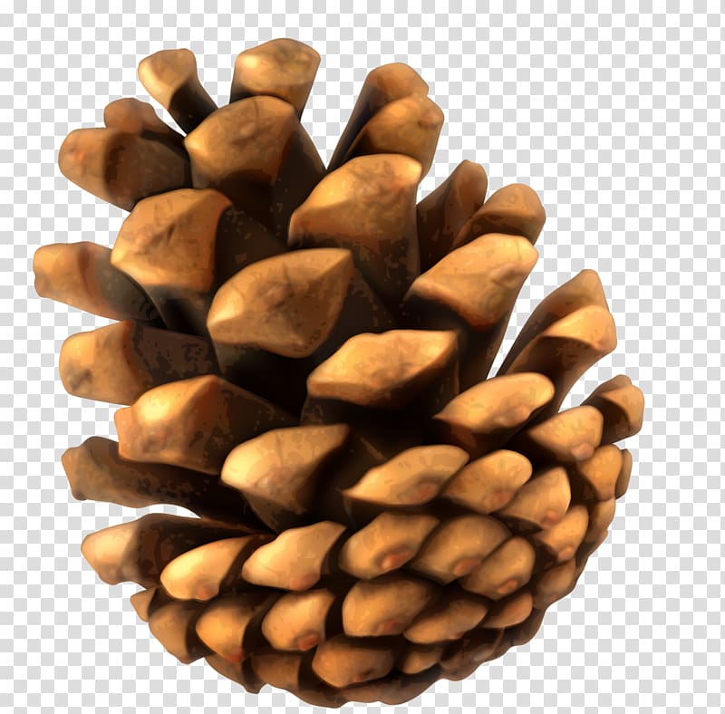 brown pine cone illustration, Conifer cone Pine, Yellow minimalist pine cone transparent background PNG clipart