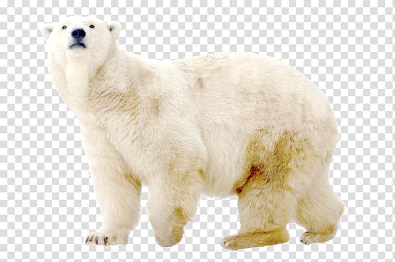 Polar bear Dog North Pole Arctic, Polar white bear transparent background PNG clipart