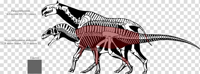 Tyrannosaurus Spinosaurus Dinosaur size Allosaurus Nanotyrannus, dinosaur transparent background PNG clipart