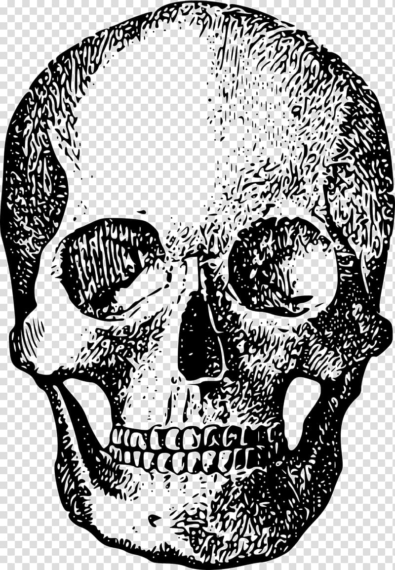 Skull Human skeleton Bone Homo sapiens, skull transparent background PNG clipart