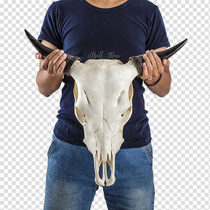 Cattle Horn Skull The Wanderer Joint, skull transparent background PNG clipart