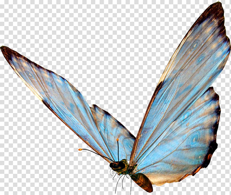 Butterfly , kartikeya transparent background PNG clipart