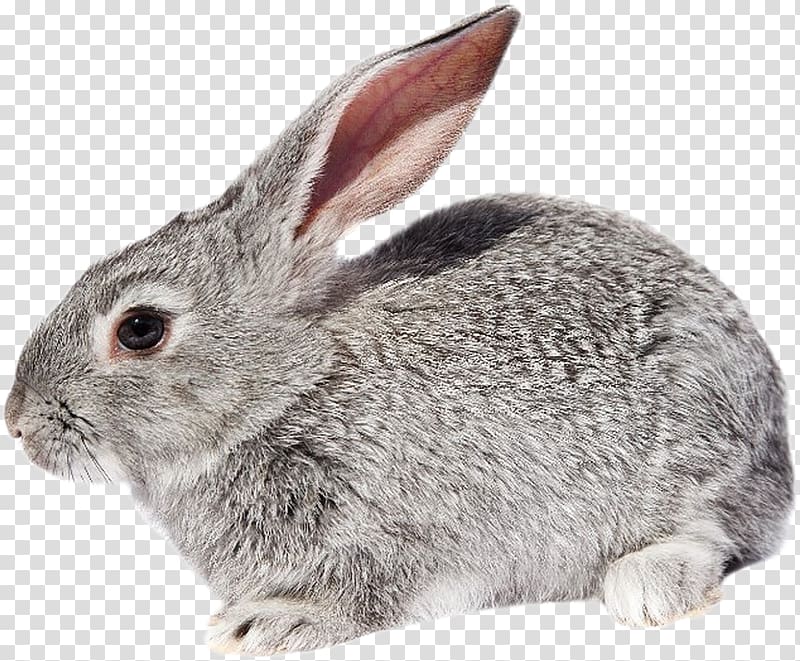 Domestic rabbit European rabbit Hare Fur, rabbit transparent background PNG clipart