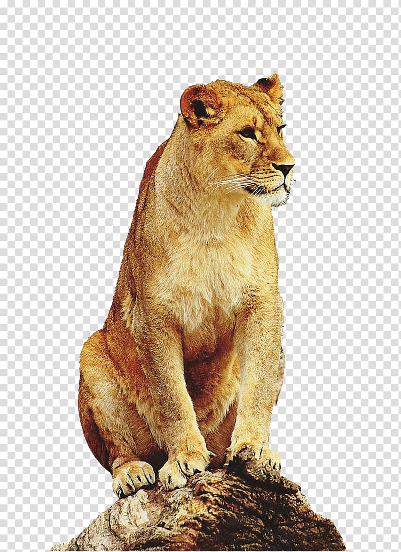 East African lion Leopard Tiger Liger Giraffe, lion transparent background PNG clipart