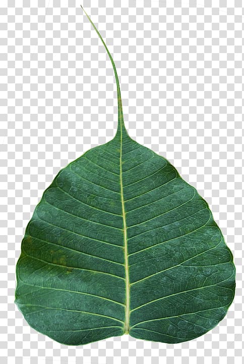 Sacred fig Bodhi Tree Leaf Banyan Rubber fig, leaf transparent background PNG clipart