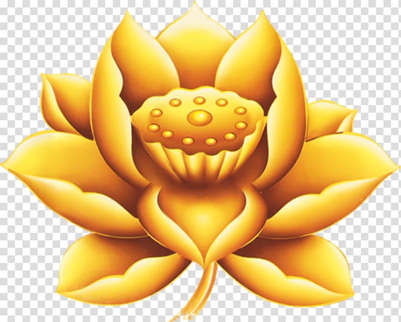 Nelumbo nucifera Gold Mid-Autumn Festival, Lotus transparent background PNG clipart