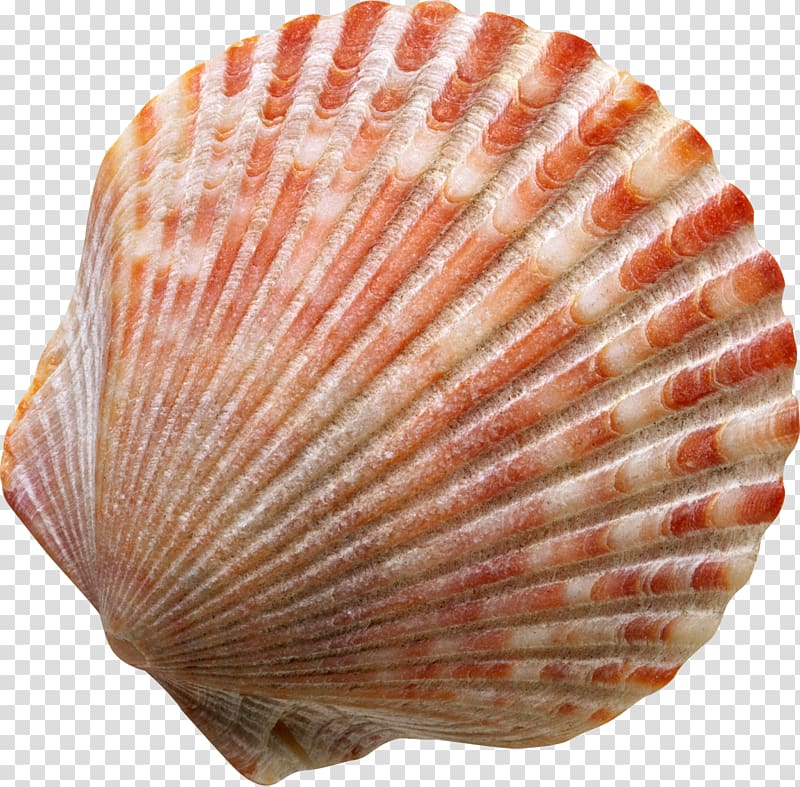Seashell Symbol Spotify , Seashell transparent background PNG clipart
