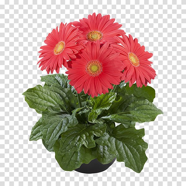 Transvaal daisy Cut flowers Chrysanthemum Plant Super serie, mexican Flowers transparent background PNG clipart