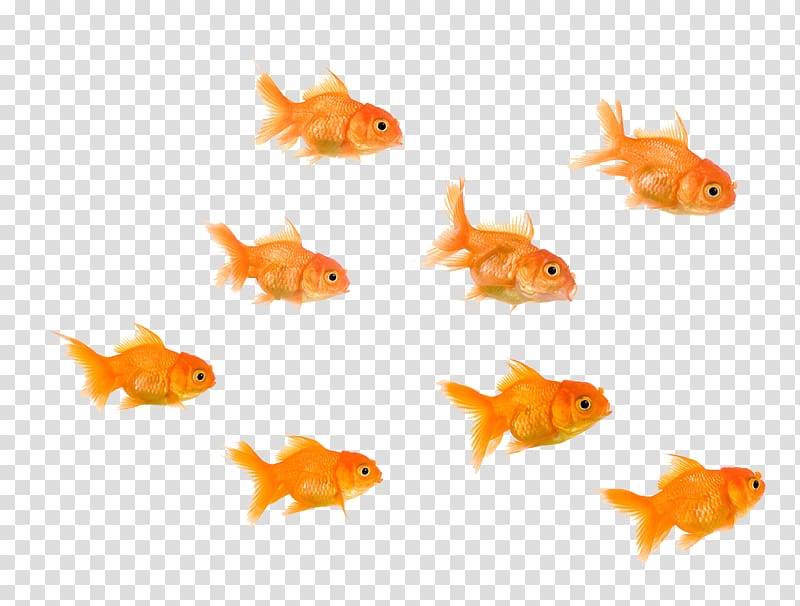 Fantail Fish Pet, goldfish transparent background PNG clipart