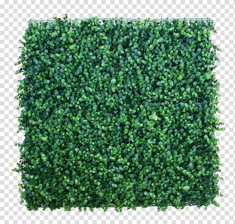 Hedge Garden Green wall Lawn Artificial turf, Cortaderia Selloana transparent background PNG clipart