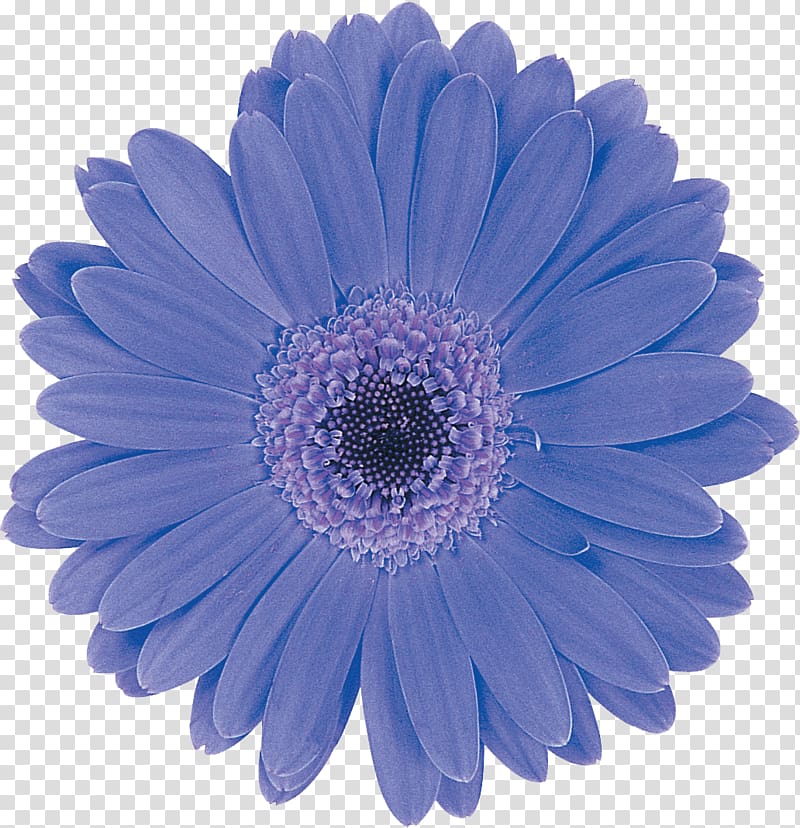 Schreurs Charlotte Transvaal daisy Flower Common daisy, gerbera transparent background PNG clipart
